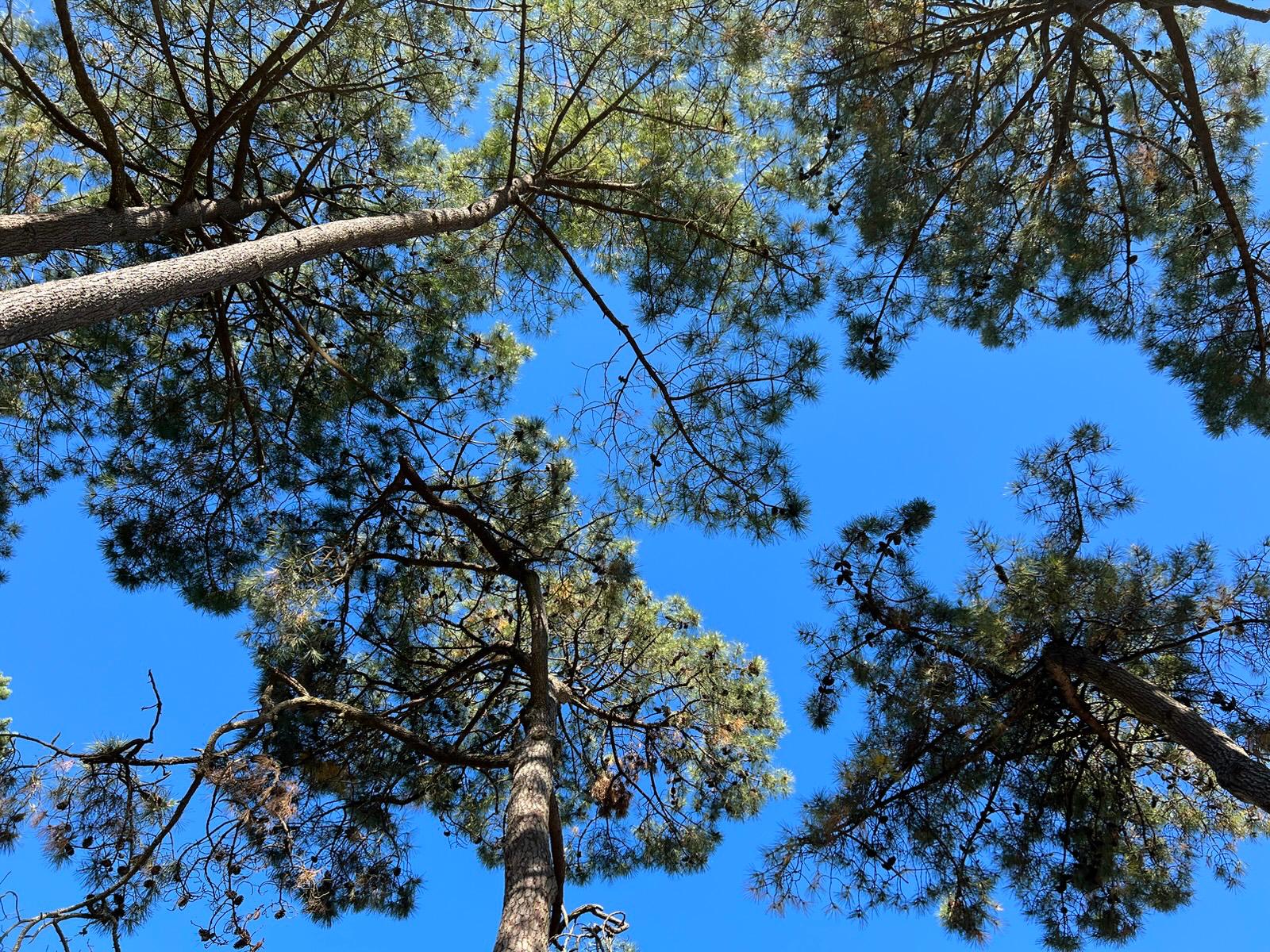 Sous les pins